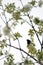 A blackbird sits in a blossoming cherry tree in summer