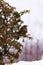 blackbird sits on a branch