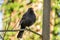 Blackbird sits on a branch and looks into the camera