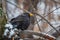 Blackbird sits on a branch in the snowfall