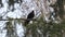 A blackbird sits on a tree branch in the garden. Turdus merula