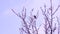 blackbird sits on a tree in early spring. Bird on bare branches. Migratory bird season. Wildlife of birds