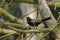A blackbird sits in the twigs of a black pine