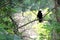 Blackbird sitting on a branch of tree in the forest