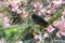 Blackbird sitting in a flowering cherry tree