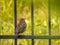 Blackbird sitting on metal fence