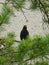 Blackbird sitting and singing on the branch of a pine tree