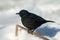 Blackbird on the snow