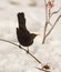 Blackbird with snow
