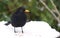 Blackbird in the snow with worms