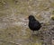 A blackbird stand on the ground looking for food