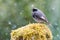 Blackbird standing on small rock