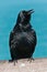 Blackbird standing on wood railing of a tropical pier, squawking