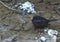 Blackbird stands in a creek in early spring. cute animals.