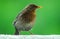 Blackbird and sunflower seeds on balcony