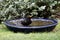 A blackbird takes a bath in the garden