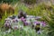 A blackbird taking a bath in a bird bath with haziness by motion