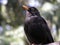 Blackbird Thrush. beautiful bird.