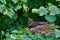 Blackbird on tree on nest