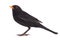 Blackbird Turdus merula