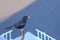 Blackbird, Turdus merula