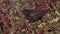 Blackbird, Turdus merula