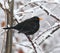 Blackbird (turdus merula)