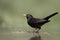 Blackbird, Turdus merula,