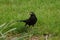 A blackbird / Turdus merula with a grub in its beak stands on the grass