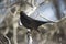 Blackbird (turdus merula) with lens flare