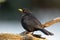 Blackbird, Turdus merula - male