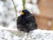Blackbird, Turdus merula, male perched on piece of wood in snowstorm in winter, Netherlands
