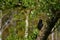 Blackbird Turdus merula male, sitting on an  mossy lava covered tree