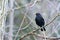 Blackbird Turdus merula Perched on a Branch