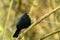 Blackbird (Turdus merula) perched in shade of bush, taken in the london