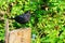 Blackbird (Turdus merula) perched on a tree stump, taken in the UK