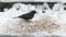 Blackbird Turdus merula picking seeds from snow