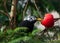 Blackbird (Turdus merula) with strange white feathers eating red apple