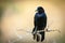Blackbird on twig