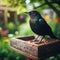 Blackbird visits garden feeder