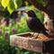 Blackbird visits garden feeder
