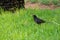 Blackbird wandering on a green urban yard
