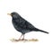 Blackbird watercolor illustration. Realistic turdus merula bird image. Blackbird wildlife animal. European common song