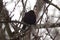 Blackbird in winter