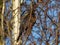 Blackbird in winter tree blue sky cries