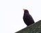 Blackbird On Wooden Structure
