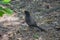 Blackbird with a yellow beak on the ground