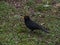 A blackbird with yellow beak stands on the grass