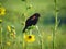 Blackbird on a Yellow Flower: A male red-winged blackbird bends the stem of a yellow prairie flower for his perch in the morning