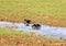 Blackbirds Bathing in Small Puddle